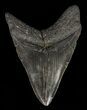 Fossil Megalodon Tooth - Visible Serrations #60495-2